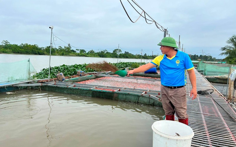 Nuôi loài cá da trơn ưa nước sạch, nông dân Hải Dương lâu lâu mới được bán nhưng bán là đắt hàng, giá cao