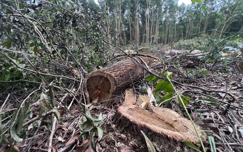 Bình Định khẩn cấp lập đoàn kiểm tra vụ "cạo trắng" gần 5.000m2 rừng sau phản ánh của Dân Việt