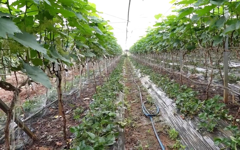 Sơn La: Ứng dụng công nghệ trong sản xuất nông nghiệp