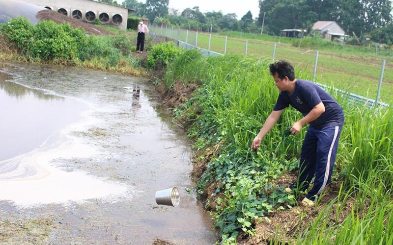 Đồng Nai: Buộc 4 công ty CJ, C.P,  Japfa Comfeed, Sunjin Vina tạm dừng chăn nuôi gia công với 328 trang trại 