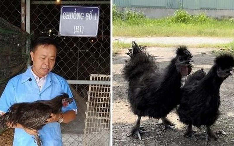 Chọn tạo giống thành công hai dòng gà Hắc Phong có xương và thịt màu đen, da giòn, rất thơm ngon