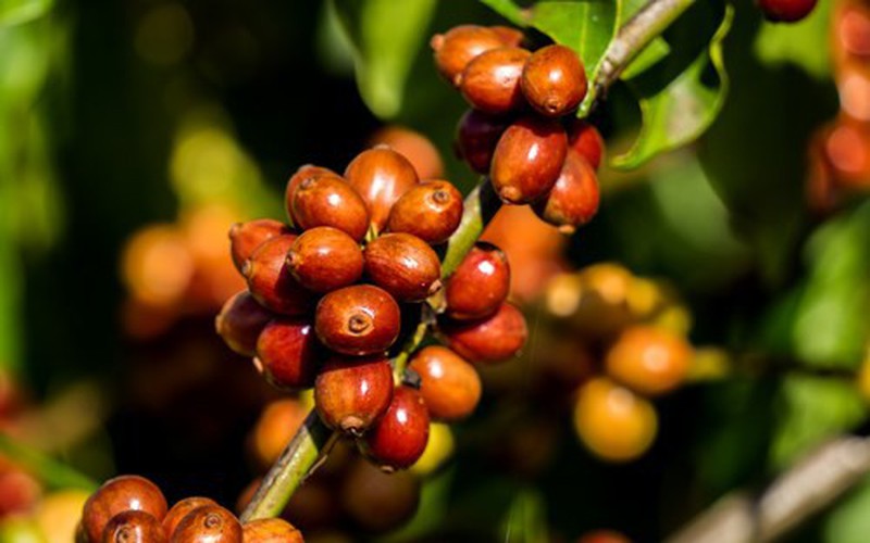 Giá cà phê ngày 22/9: Hai sàn tiếp tục sụt giảm, cà phê trong nước mất thêm 600 đồng/kg