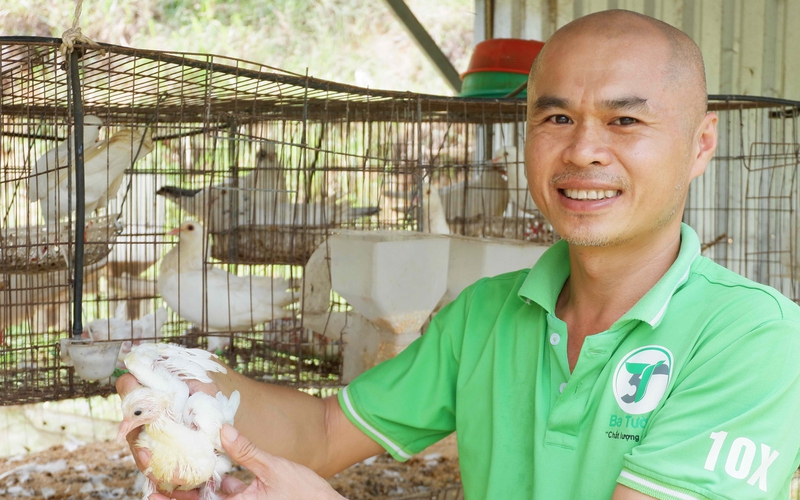 Thầy giáo trẻ "bỏ nghề" nuôi thứ chim đẻ sòn sòn mà sạt nghiệp, giờ trở thành nhà giàu đất Bình Thuận, bất ngờ!