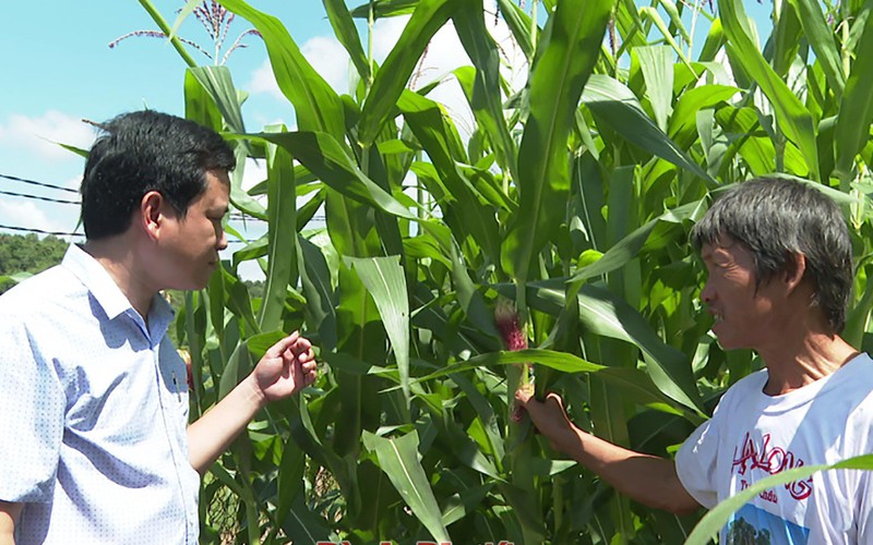 Một xã của tỉnh Bình Phước muốn biến 600ha đất thành vùng xen canh hai loại cây lương thực quan trọng