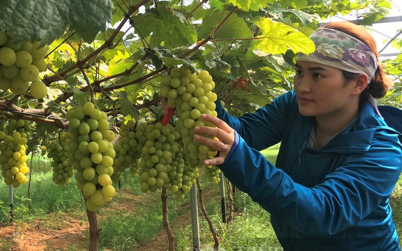 Bước chuyển biến mạnh mẽ trong sản xuất, kinh doanh, tiêu thụ nông sản, thực phẩm an toàn ở Nghệ An