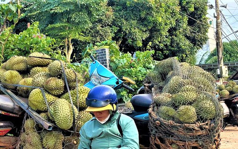 Tất tay với sầu riêng rồi 'bỏ của chạy lấy người'