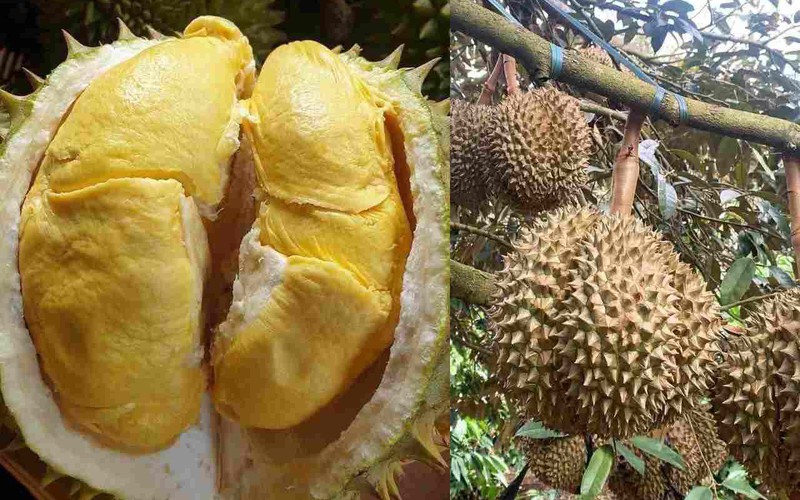 Giá sầu riêng ngày 27/9: Sầu Thái bỗng bật tăng 'sốc', hàng đẹp lẫn xô đều rủ nhau tiến lên