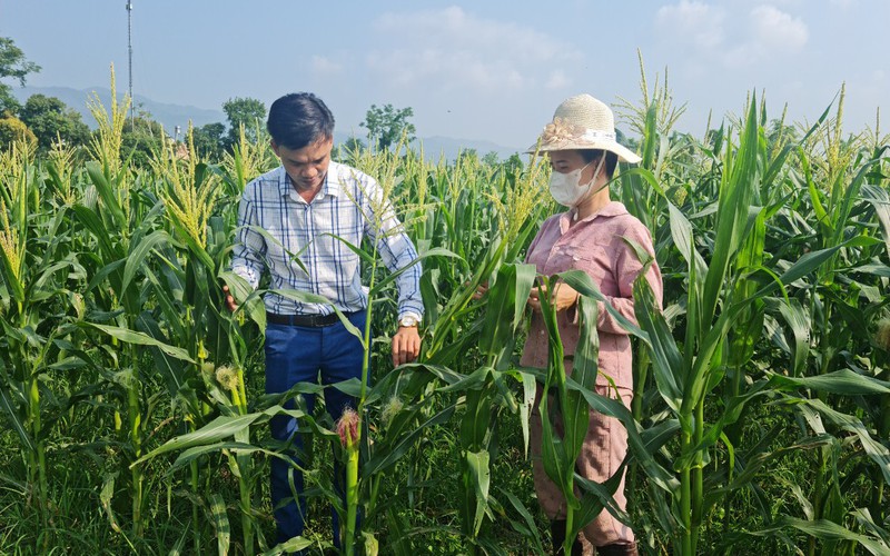 Điện Biên: Bắt tay đào tạo nghề, giải quyết việc làm cho lao động nông thôn