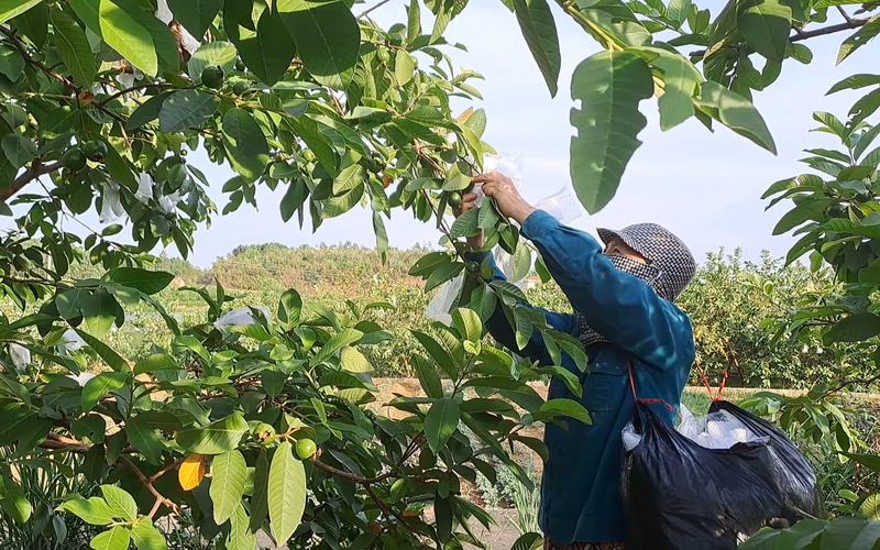 Trồng ổi lê Đài Loan, nông dân Thái Nguyên rủng rỉnh tiền tiêu
