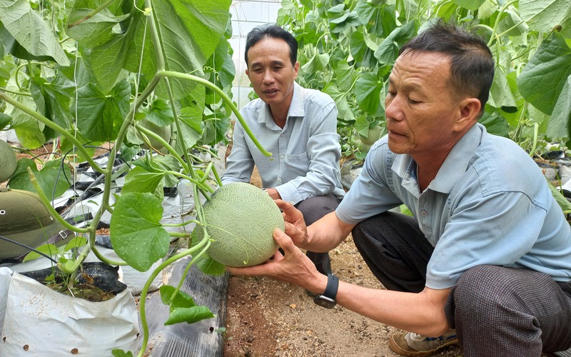 Ở Gia Lai, nông dân trồng dưa lưới kiểu gì mà sâu bọ "khóc thét", vườn tốt um, lãi khủng?