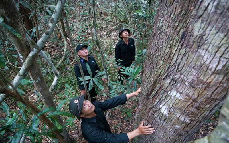 Rừng cây cổ thụ đẹp mê tơi ở một Vườn quốc gia nổi tiếng đất Tây Ninh, có vô số "loài thú Sách đỏ"