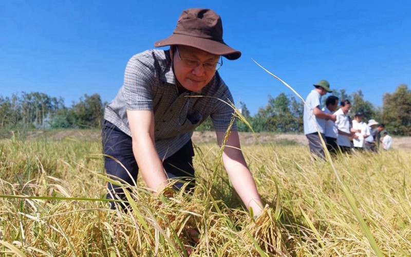 Trồng lúa mùa nổi như thời ông bà, nông dân một huyện ở Long An bán giá cao vẫn đắt hàng