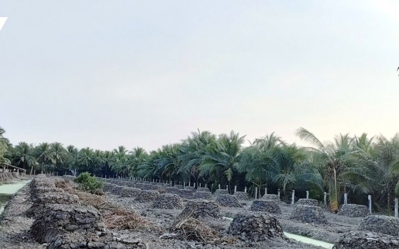 Ồ ạt trồng sầu riêng ngoài vùng quy hoạch, nông dân Tiền Giang mơ giấc mơ giàu có
