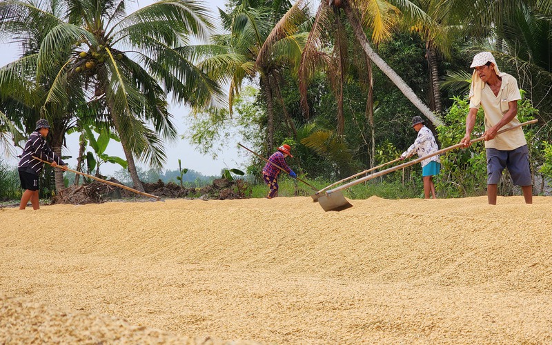 Toàn cầu đổ xô đến Việt Nam mua lương thực, Cục Trồng trọt lên kế hoạch gieo trồng 7,1 triệu ha lúa