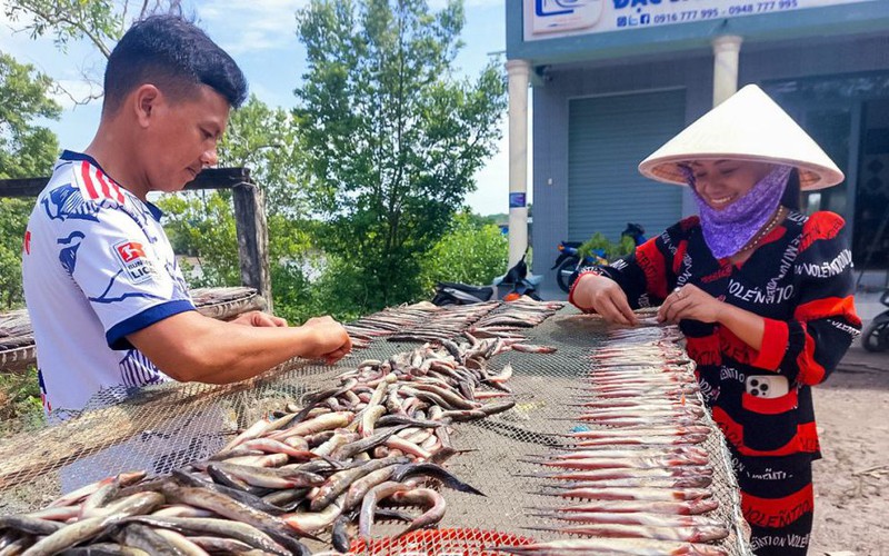 Một loại cá ngon ở Cà Mau, dân đem phơi 1 nắng, bán 450.000-500.000 đồng/kg, đó là cá gì?