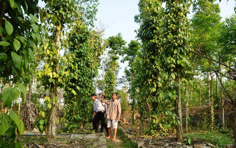  Việt Nam đang giữ vị trí nguồn cung lớn nhất và khó thay thế một loại hạt thơm, cay cho Mỹ