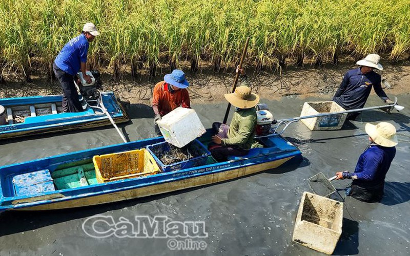 Đây là loại tôm nuôi ruộng lúa ở Cà Mau, dân trúng mùa, trúng giá, bán 95.000 đồng/kg