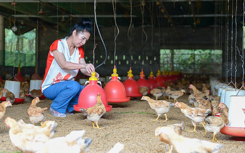 Phụ nữ Quảng Trị có nhiều chị mở trang trại làm giàu, thu lãi lớn mỗi năm