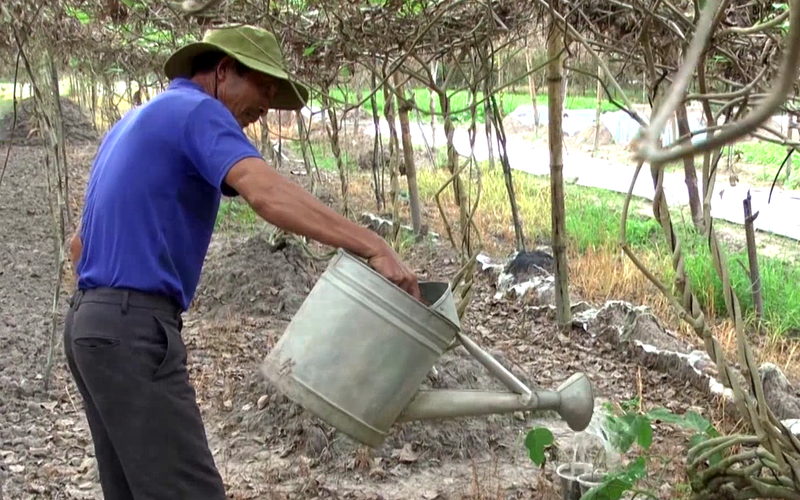 Anh nông dân Tây Ninh trồng loại củ khổng lồ vừa ăn vừa làm thuốc, đào lên không đủ bán 