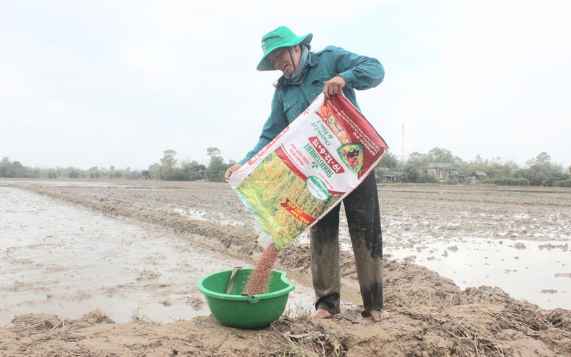 Quảng Trị: Nông dân liên kết sản xuất lúa theo tiêu chuẩn VietGAP, cuối vụ có công ty tới tận nơi thu mua