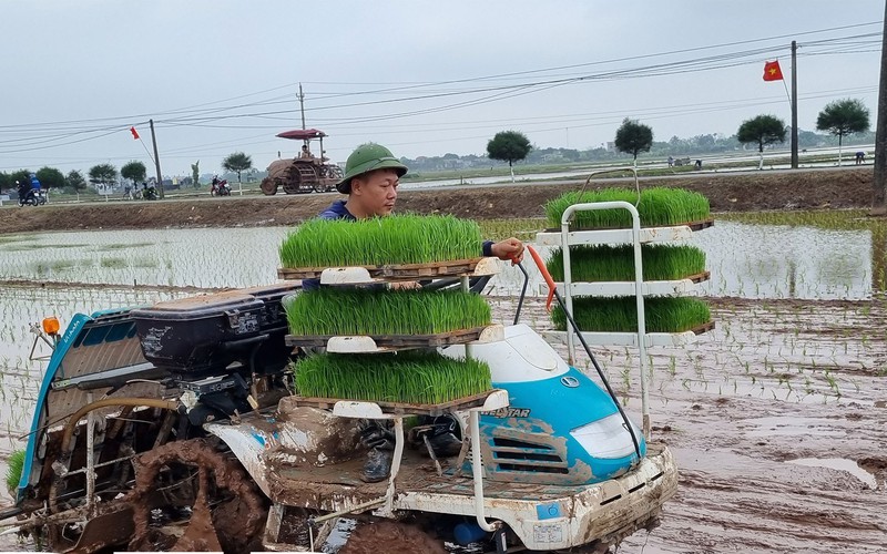 Đưa những cỗ máy nhiều tầng xuống đồng, một huyện của tỉnh Thái Bình sớm phủ xanh 5.000ha diện tích lúa 