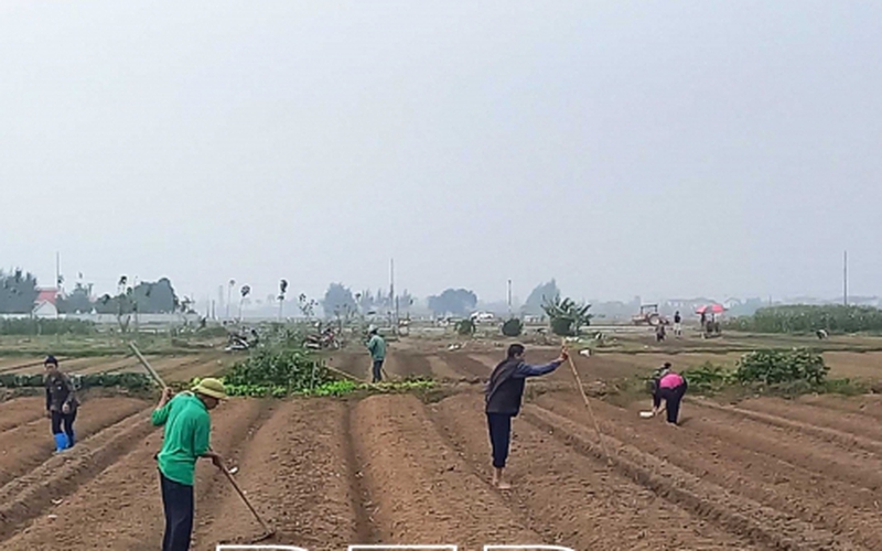 Cả làng xuống đồng cấy lúa, riêng nông dân một xã của tỉnh Thái Bình lại trồng đủ loại cây rau