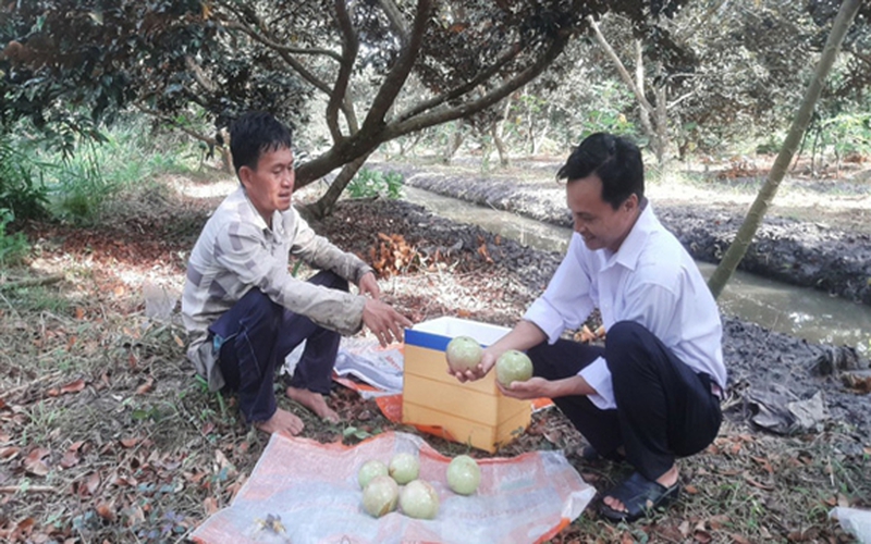 Một ông nông dân Hậu Giang trồng loại quả ngon, hái 24 tấn, bán 35.000 đồng/kg, lãi 765 triệu