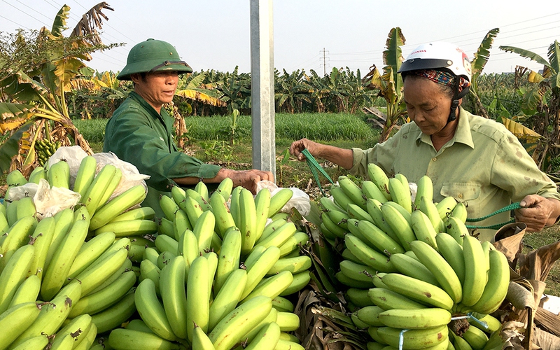 "Thủ phủ" trồng chuối tết ở Phú Thọ tất bật cắt buồng, chọn nải đẹp bán làm ngũ quả Tết Nguyên đán 2024
