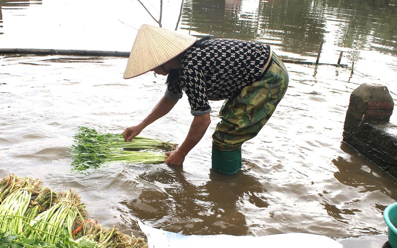 Loại rau được coi như vị thuốc quý tăng giá, 30 Tết nông dân Thái Bình vẫn tất bật hái bán, thu ngay 10-15 triệu/sào