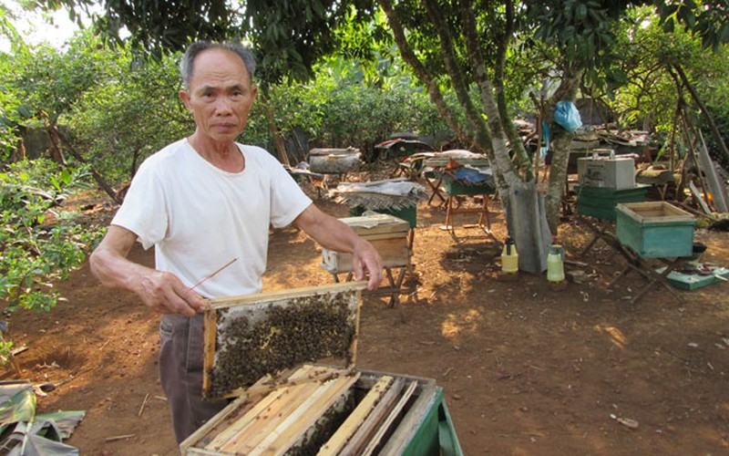 U70 kiếm hàng trăm triệu mỗi năm nhờ nuôi ong lấy mật
