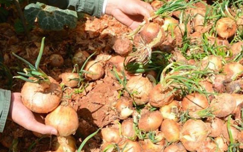 Một hecta hành tây lãi trên nửa tỷ đồng