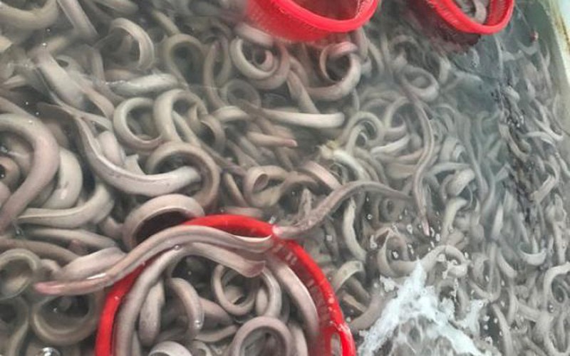 Lươn “đáp” phi cơ xuất ngoại