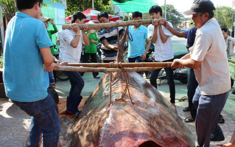 Bắt được “quái ngư” nặng hơn 220kg, dài 4,5m, cả chục người khiêng