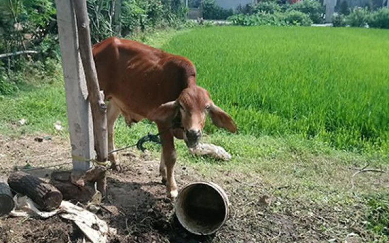 Phó Chủ tịch xã nói về việc phân bò giống cho người nhà cán bộ và bán thịt