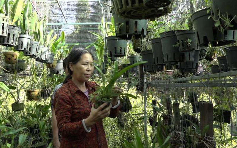 Kiên Giang: Bỏ việc ở phố về quê theo đuổi đam mê lan rừng