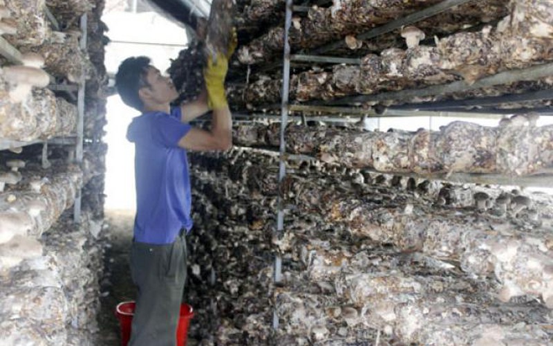 Kỹ sư cơ khí về trồng nấm mùi thơm bán cả chục tấn sang Đài Loan