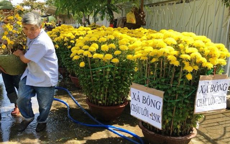 Khánh Hòa: Người mua vắng hoe, hoa Tết “xả hàng” đồng loạt