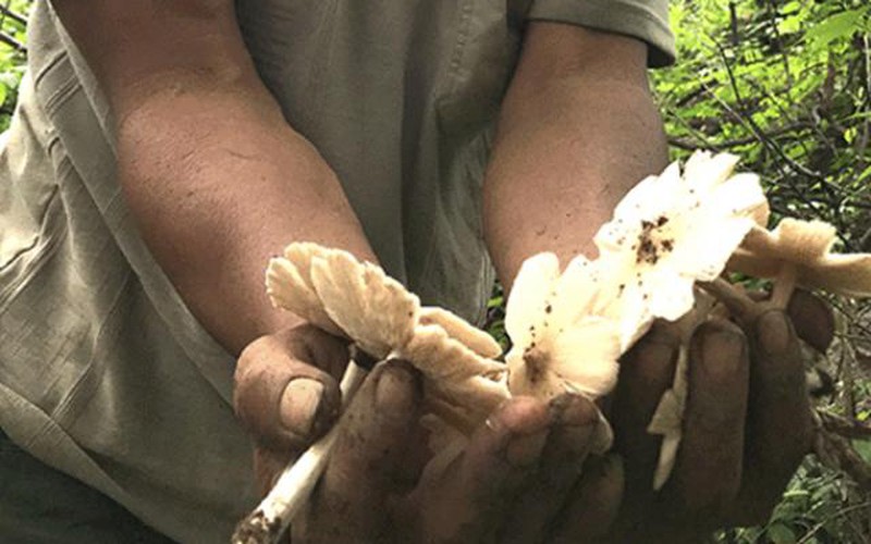 Khánh Hòa: Săn nấm sinh ra từ nước bọt con mối, có tiền triệu/ngày