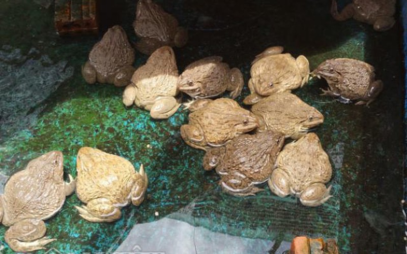 Nuôi ếch: Làm chơi, ăn thật, lãi gần 150 triệu đồng/năm