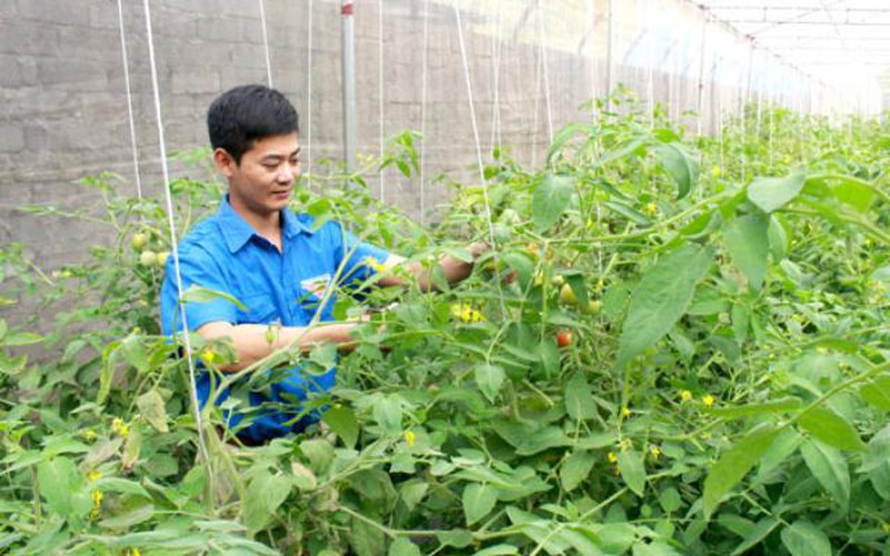 Kỹ sư cao đẳng về quê trồng rau VietGAP, lãi hơn 30 triệu mỗi tháng