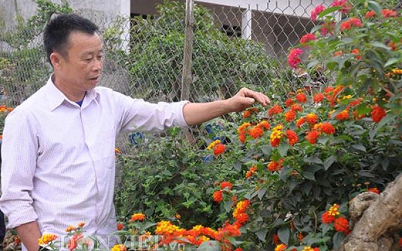 "Nhặt" cây dại ở rừng về "luyện dáng, phối sắc" mà  kiếm 700  triệu/năm