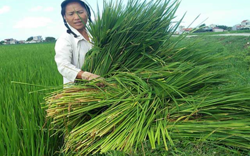 Nông dân Thanh Hóa đau đầu với cây “lúa nhưng không phải lúa”