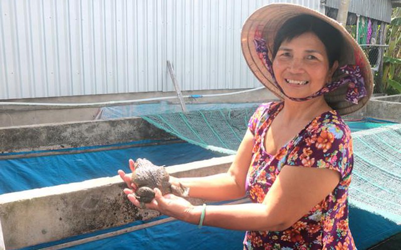 Nuôi 16 bồn ếch bự Thái Lan, 2,5-3 tháng/lứa, cứ bán 1 ký lãi 13.000 đồng