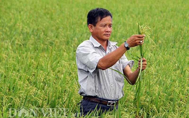Đồng Tháp: Nông dân 4.0 với kỳ tích tạo ra 5 giống lúa đặc sản