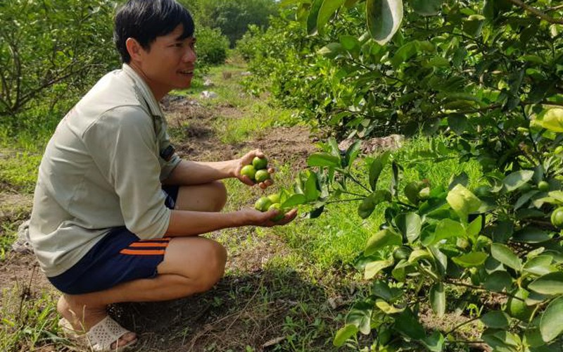 Tây Ninh: Cùng nhau trồng chanh tứ quý, lúc đắt bán tới 40 ngàn/ký