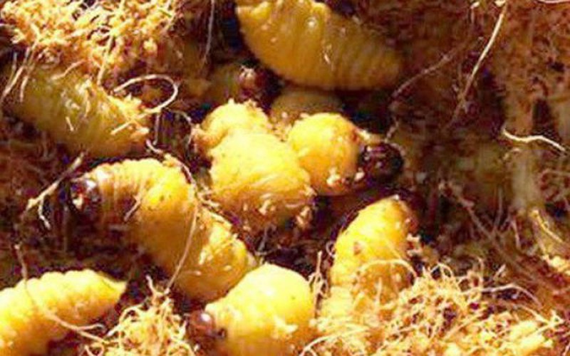 “Săn” nhộng cọ béo núc, mềm oặt, ngoe nguẩy - đặc sản đãi khách quý