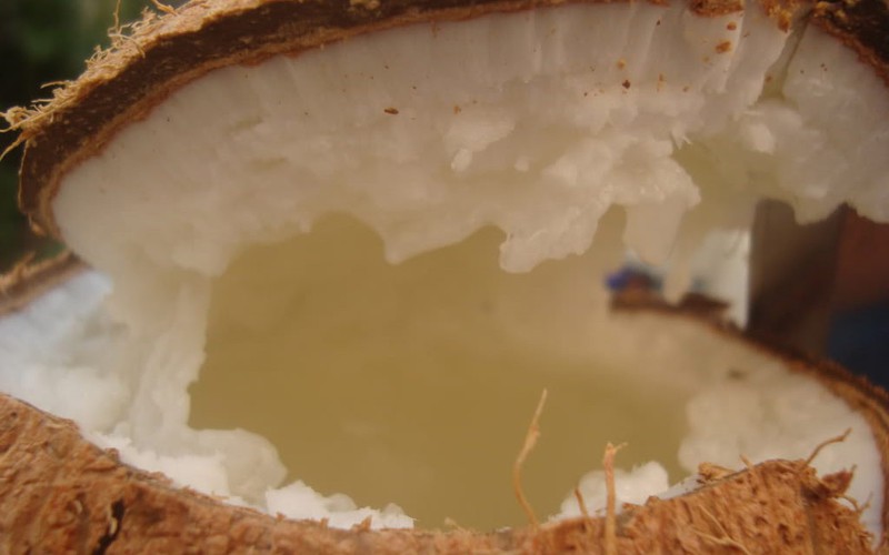 Giống dừa hiếm, giá cả trăm ngàn đồng mỗi quả ở Trà Vinh