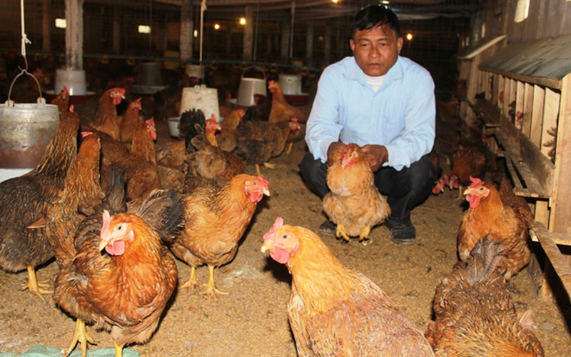 Thuế VAT thức ăn chăn nuôi về 0%: Lợi đã thấy nhưng chưa hết lo