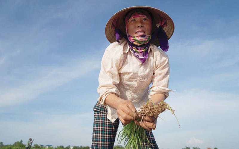 “Thân cò” dưới nắng 40 độ C, nắng táp cháy mặt