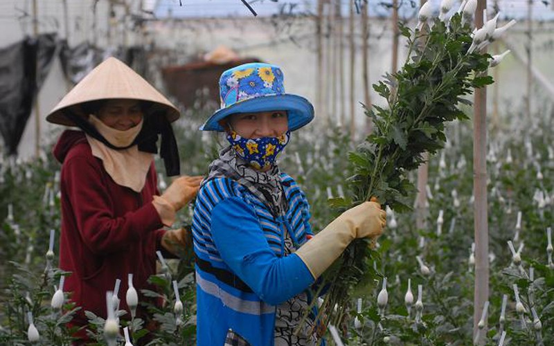 Hoa cúc tăng giá mạnh, nông dân Đà Lạt trúng lớn